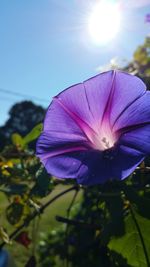 Close-up of purple flower