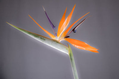 Close-up of fresh green leaf in grass