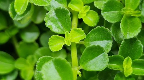 Full frame shot of green leaves