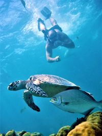 Man snorkeling by turtle and fish in sea