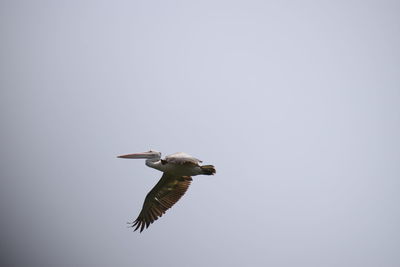 Low angle view of a bird flying in the sky