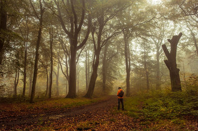 Silhouette of trees in forest