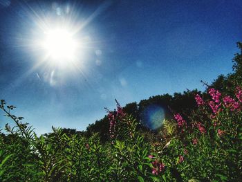 Low angle view of flower trees against blue sky