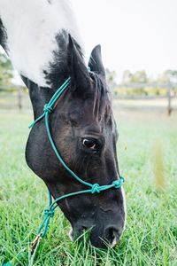 Close-up of horse in field