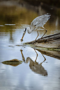 A grey heron in maasai mara, kenya fishing in a small pond