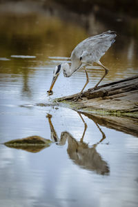 Bird on a lake