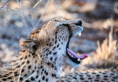 Close-up of an animal yawning