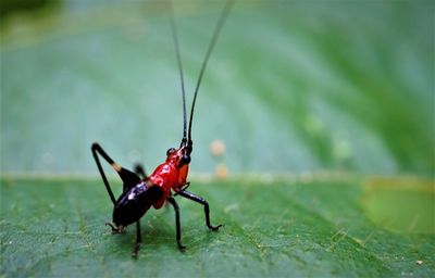 Close-up of insect on leaf