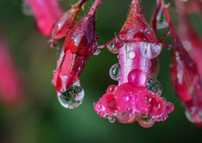 Close-up of water drops on red leaf