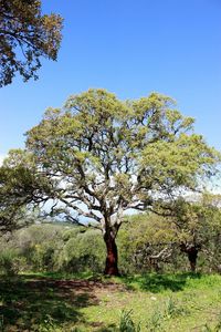 Trees on field against clear sky