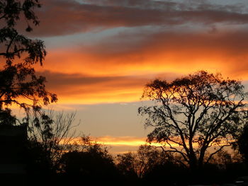 Silhouette trees against dramatic sky during sunset