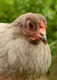 Close-up of a bird