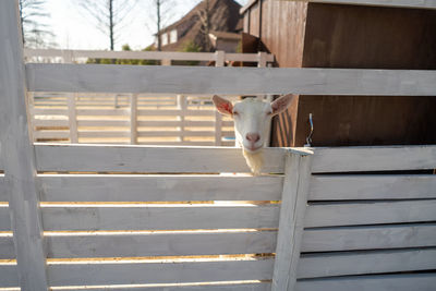 View of horse in ranch