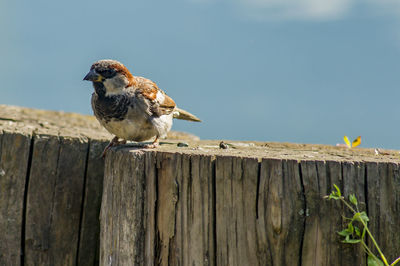 Bird perching on wooden post