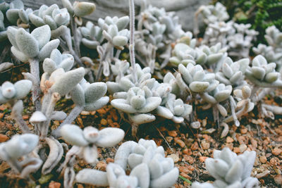 Close-up of white flowering plants on field