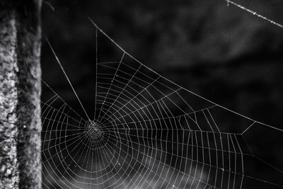 Close-up of spider web against plants