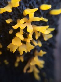 Close-up of yellow flower