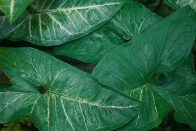 Full frame shot of green leaves