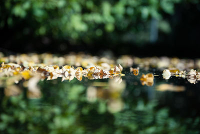 Close-up of plants against blurred water