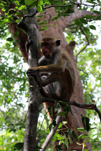 Low angle view of monkey sitting on tree in forest