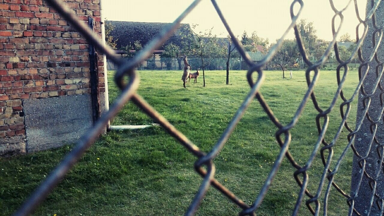 fence, chainlink fence, protection, safety, security, metal, grass, field, grassy, metallic, railing, gate, barbed wire, focus on foreground, day, outdoors, no people, nature, built structure, tree