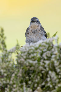 Low angle view of bird perching on plant