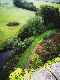 High angle view of plants growing in garden