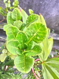 Close-up of raindrops on leaves