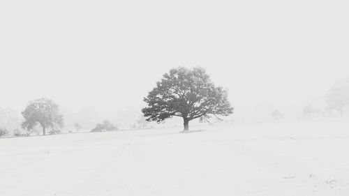 Scenic view of field against clear sky