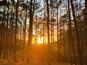 Trees in forest