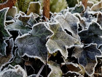 Close-up of frozen plants during winter