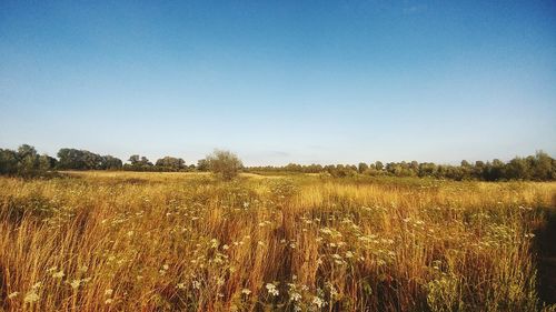 Scenic view of field against clear blue sky