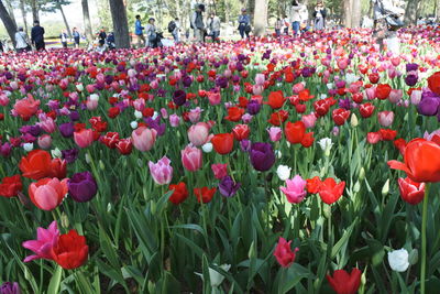 Close-up of red tulips in park