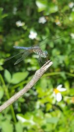 Close-up of dragonfly