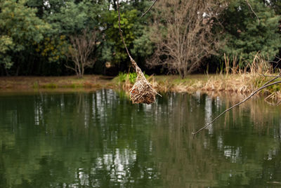 Bird on a lake