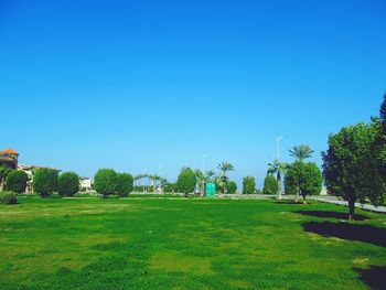 Trees on field against clear blue sky