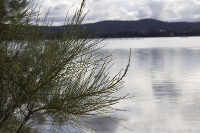 Close-up of plant by lake against sky