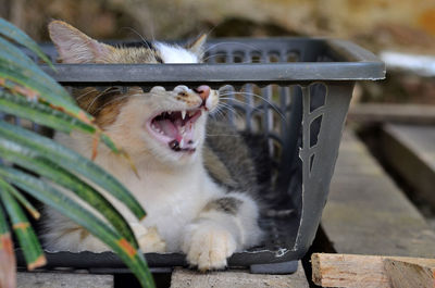 Cat yawning at outdoor background