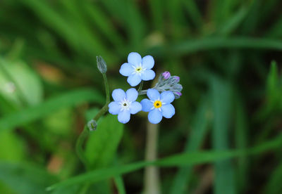 Close-up of purple flowering plant