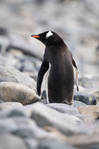 Gentoo penguin stands amongst rocks looking back