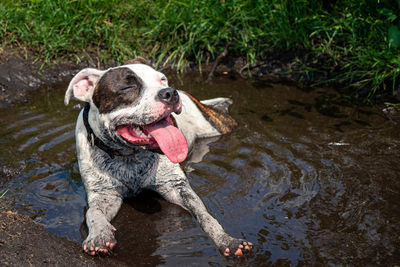 View of dog in river