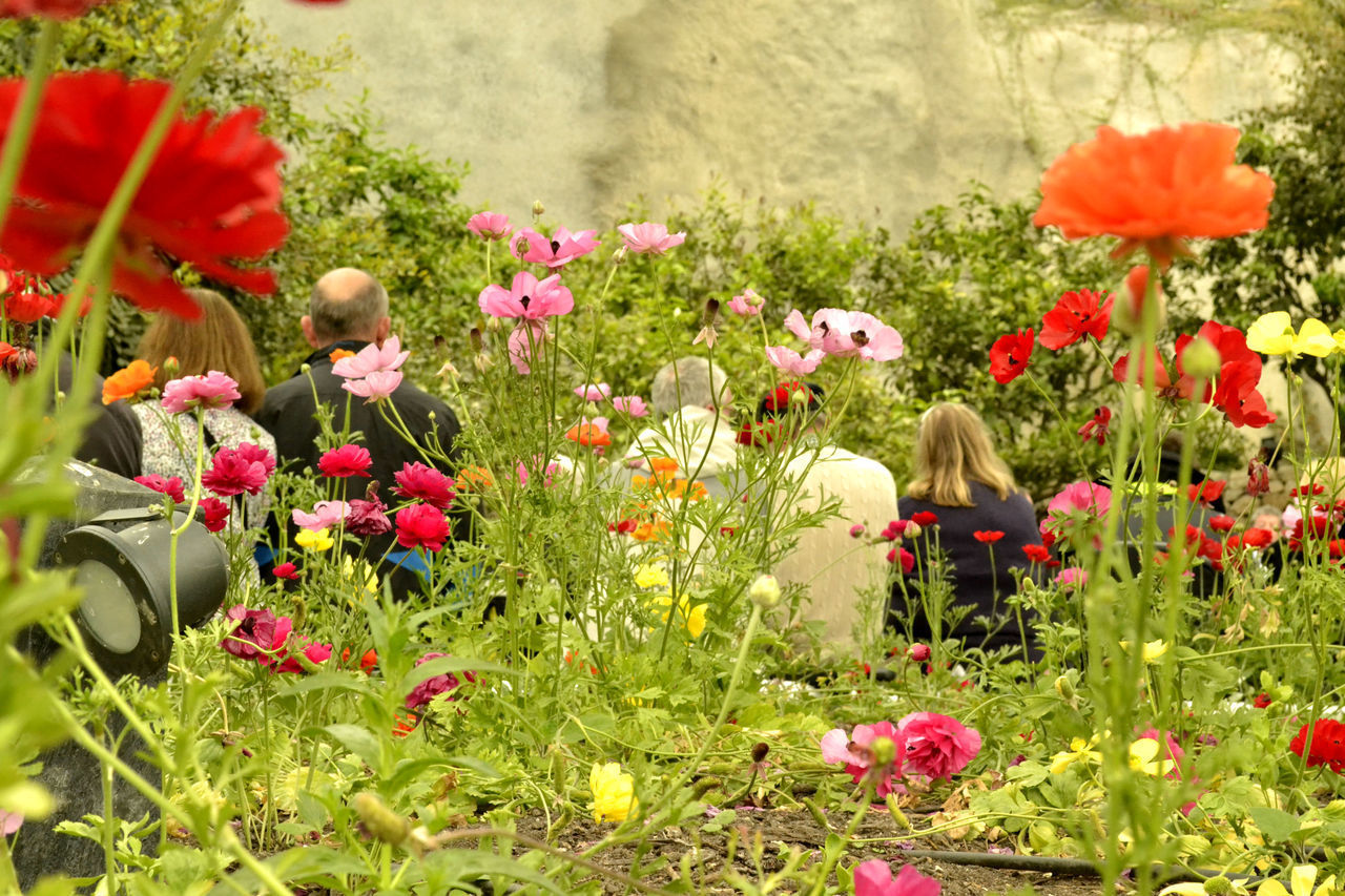 RED POPPY FLOWERS