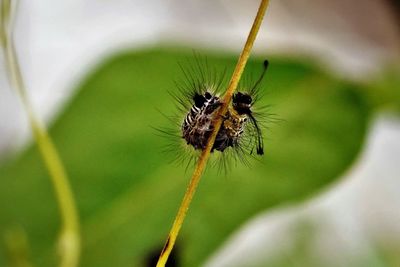 Caterpillar of butterfly creeping on the stem of host plant