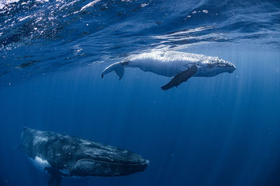 Close-up of swimming in sea