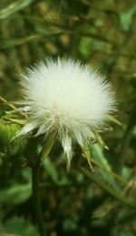 Close-up of dandelion flower