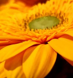 Macro shot of yellow flower