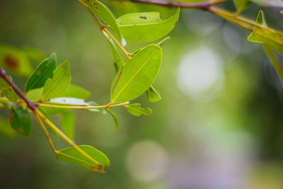 Close-up of green leaves on branch