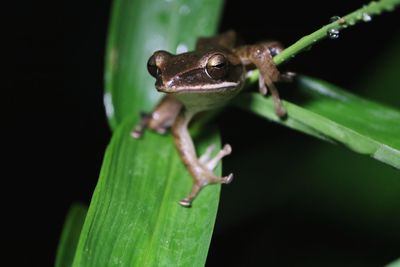 Close-up of insect on leaf