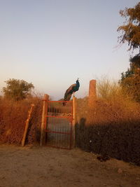 Bird perching on tree against clear sky