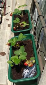 High angle view of potted plant in yard